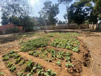 Assmption Parish Community Garden funded by SERVE