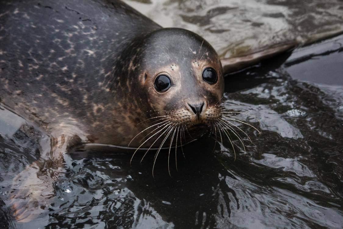 seal rescue ireland